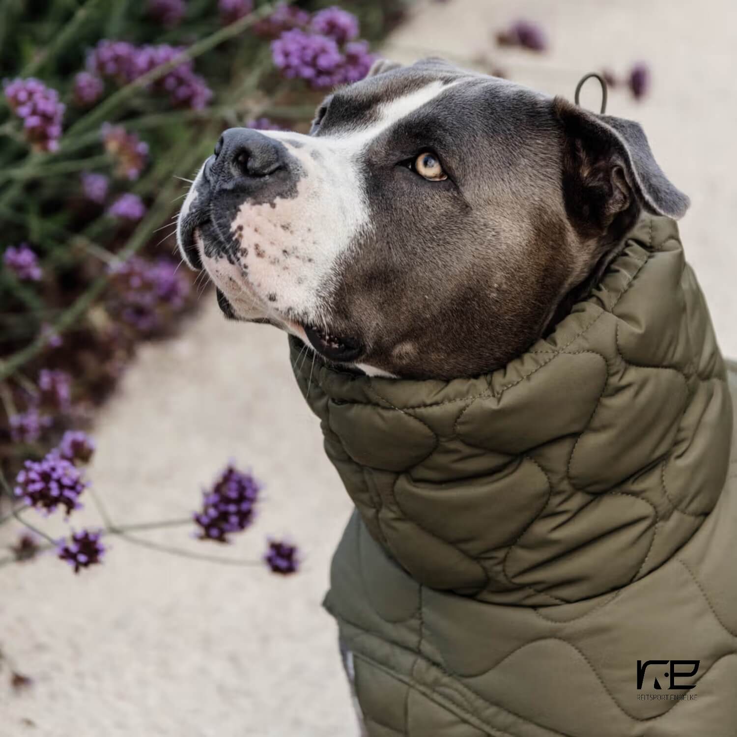 Kentucky Winter Hundemantel Pina grün