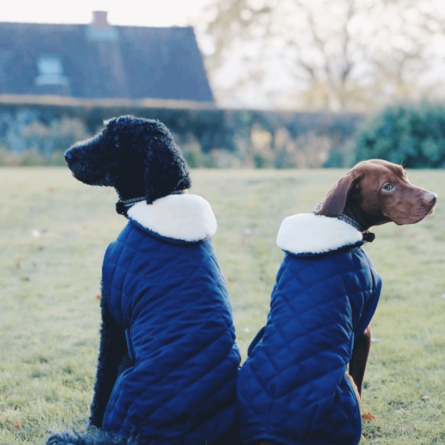 Kentucky Hundemantel Original navy