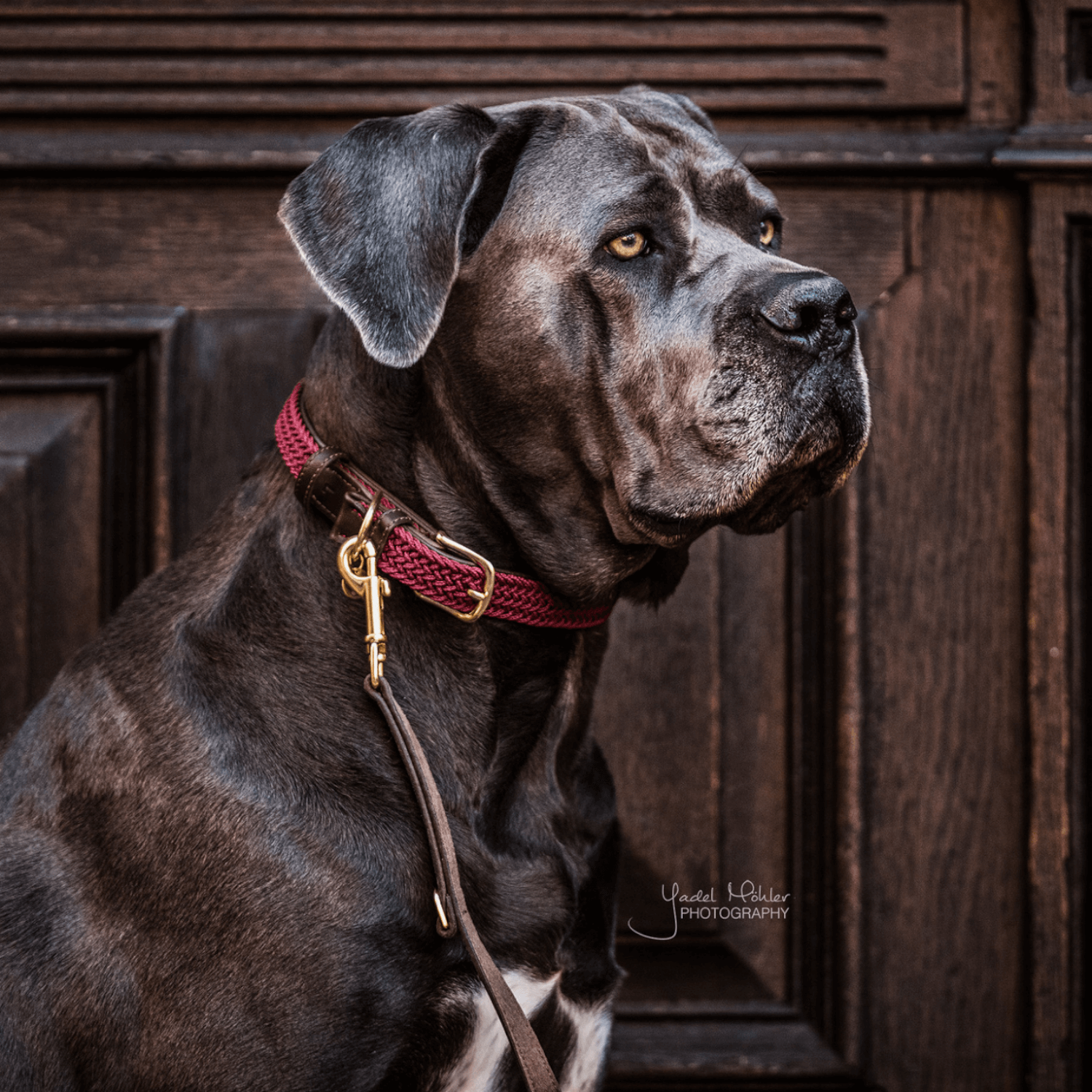 Kentucky Hundehalsband geflochten