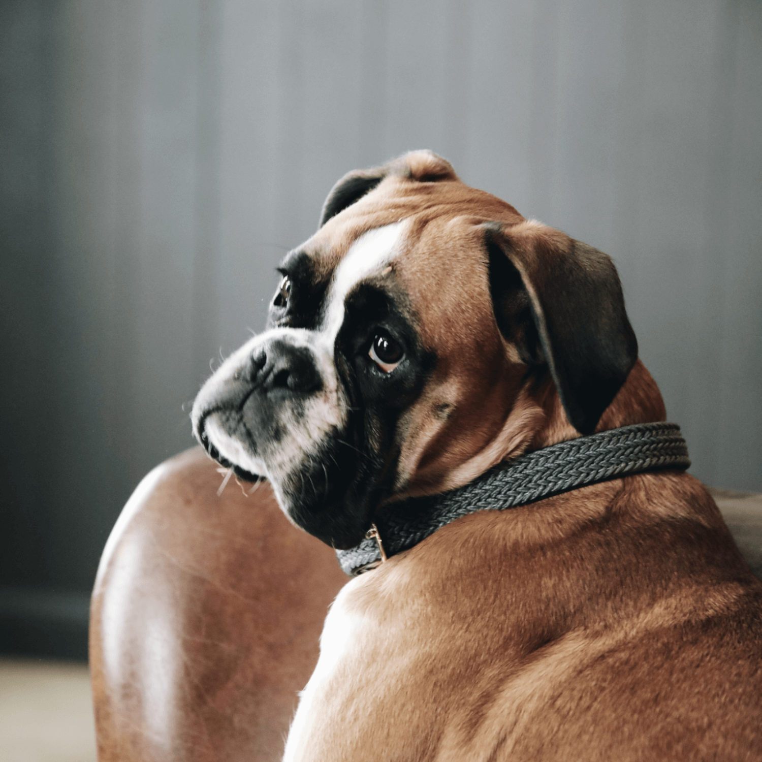 Kentucky Hundehalsband geflochten